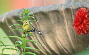  Goldfinch