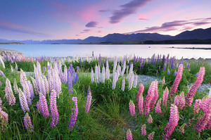  Lake Tekapo, New Zealand