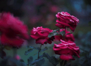  rosas 🌹❤