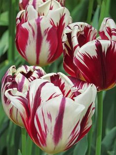  Tulips 🌷