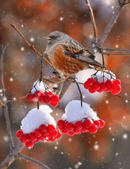  Winter Birds 💜