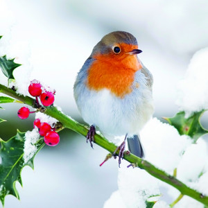  Winter Robins 💜