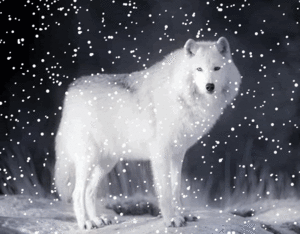  serigala, wolf In Winter 🐺