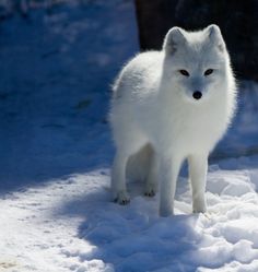  beautiful arctic vos, fox ❄️🦊