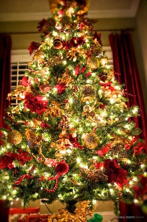 beautiful christmas trees 🎄🎁🎅