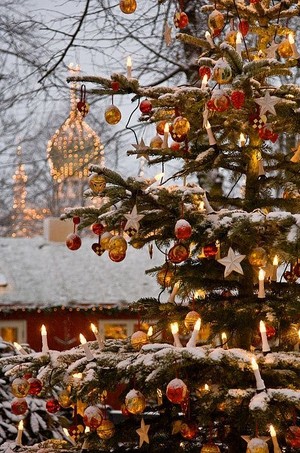  beautiful Natale trees 🎄🎁🎅