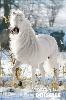 beautiful horses in winter❄️⛄