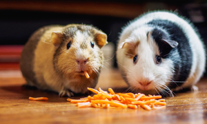 my favorite animals 🐾 guinea pigs
