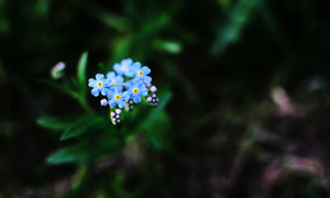  my favorit bunga ❀ forget me not