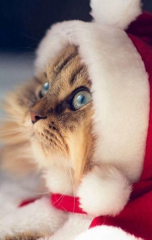  Cute 크리스마스 고양이 🎄🐱❤✨