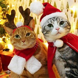 Cute Christmas Cats 🎄🐱❤✨