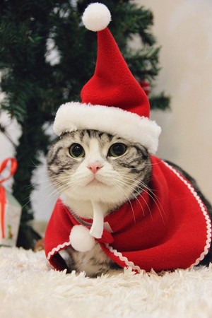  Cute 크리스마스 고양이 🎄🐱❤✨