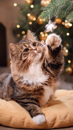  Cute क्रिस्मस बिल्ली 🎄🐱❤✨