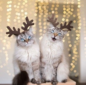 Cute Christmas Cats 🎄🐱❤✨