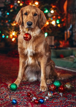  Cute Krismas Anjing 🎄🐶❤✨