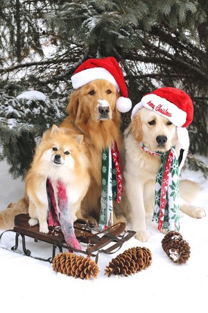 Cute Christmas Dogs 🎄🐶❤✨