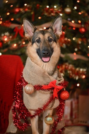  Cute Рождество Собаки 🎄🐶❤✨