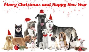  Dog クリスマス Card