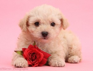  Happy perrito, cachorro Valentines día