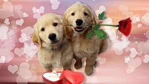  Happy anak anjing, anjing Valentines hari