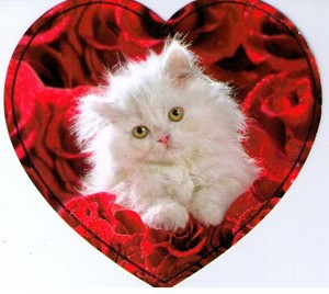  Happy Valentines Day...I meow te