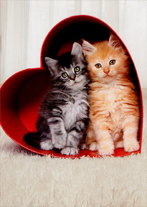 Happy Valentines Day...I meow आप