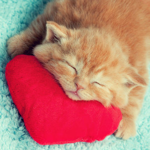 Happy Valentines Day...I meow you