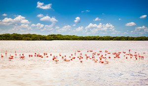  Río Lagartos, Yucatan