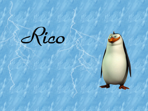  Rico
