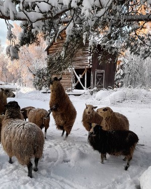  Winter on the Farm ❄️