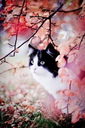  cherry Blossom Cats For Kyara Sunshine 🌸