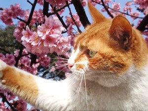  cereza, cerezo Blossom gatos For Kyara Sunshine 🌸