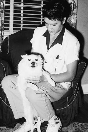 Elvis With कुत्ता 💛
