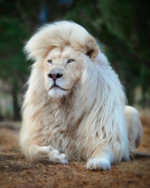 Lions 🦁
