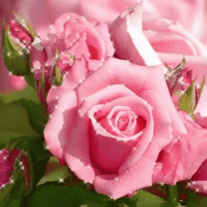  Lovely Flowers for Alice 🌺💐