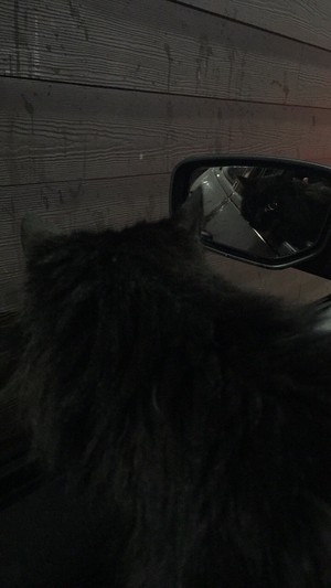My kitty on a trip to mcdonalds