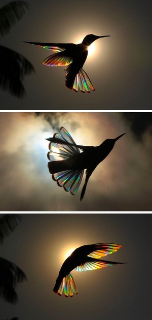  Stunning photographie of Humming Bird 😍