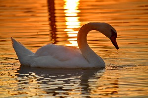 Swan  photo 