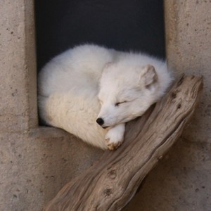  White Arctic rubah, fox sleeping