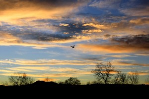  bird flying at sunset
