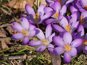 Crocus Spring Flower 