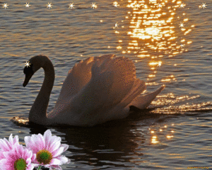  Beautiful angsa, swan For A Beautiful Soul Remy 💛