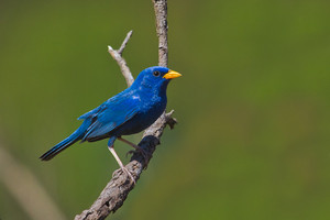  Blue finch