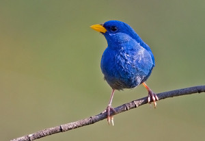  Blue finch