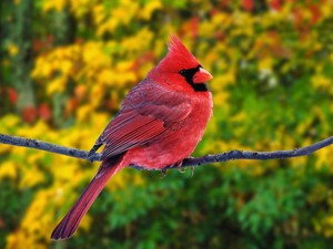  Cardinals
