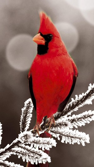  Cardinals