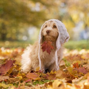  Cozy Autumn 🐕