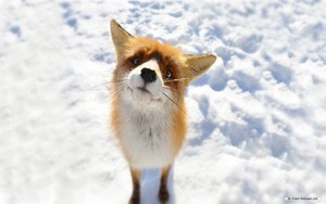  rubah, fox