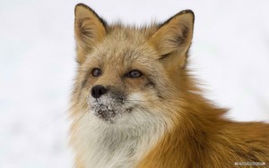  rubah, fox