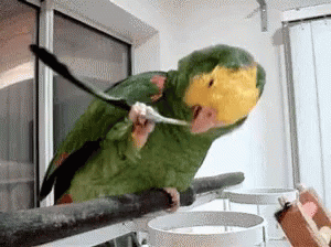  Funny Cute Parrot🦜